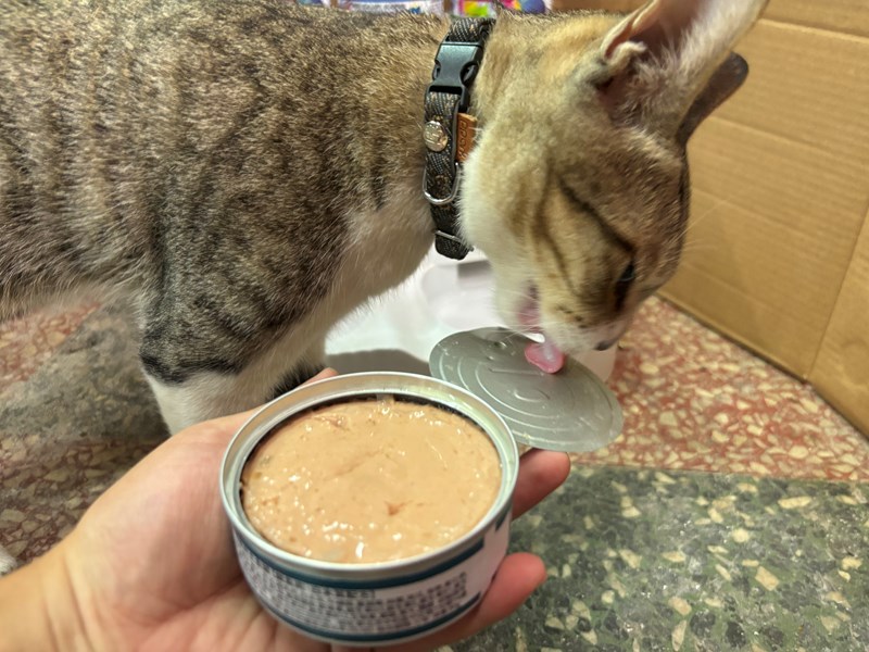 女人知己試用大隊,口碑行銷,部落客行銷,PURRFACT 波菲特貓用主食罐,主食罐,PURRFACT波菲特,貓主食罐,貓罐,PURRFACT波菲特貓用主食罐,魚肉蔓越莓主食罐,鮮嫩雞主食罐,鹿肉雞肉主食罐,牛肉鵪鶉貓主食罐,干貝蠶蛹配方,鱷魚肉白木耳配方,雞肉魚肉配方,安心鶉配方,評價,體驗,適口性佳,心得,成貓適用,高齡貓適用,質地是慕絲狀